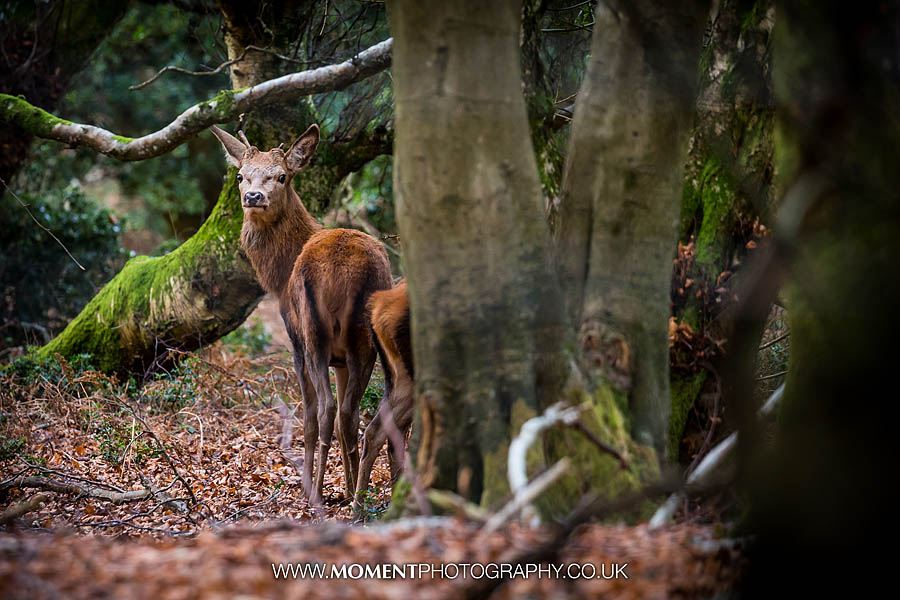 Wild deer in the woods of Holford, Somerset