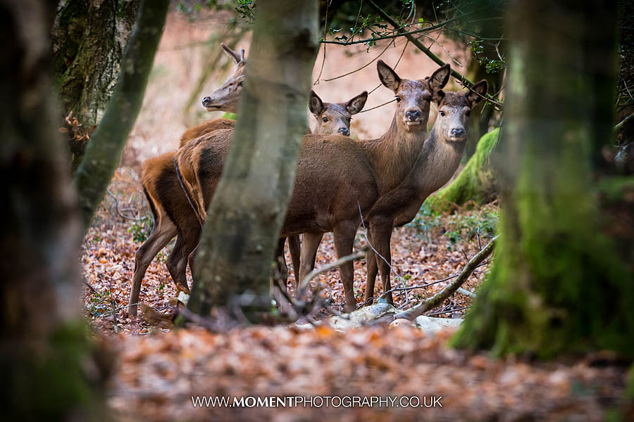 A surprise on the Quantock Hills