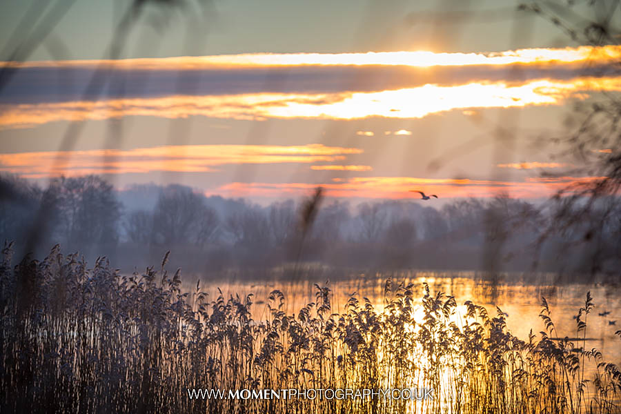 Sunrise at Ham Wall RSPB nature reserve