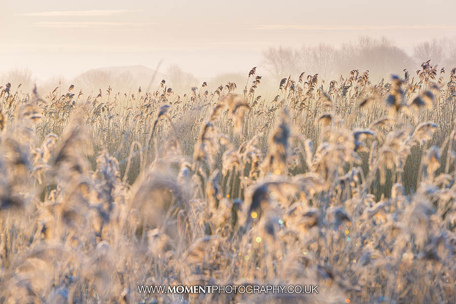 Frosty reeds at sunrise at Ham Wall RSPB nature reserve