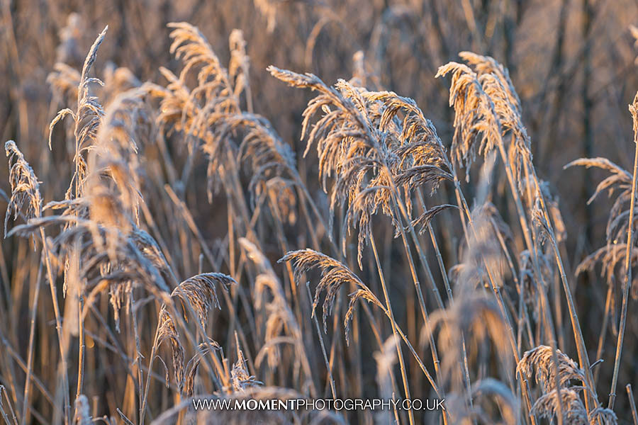 Frosty reeds at sunrise at Ham Wall RSPB nature reserve