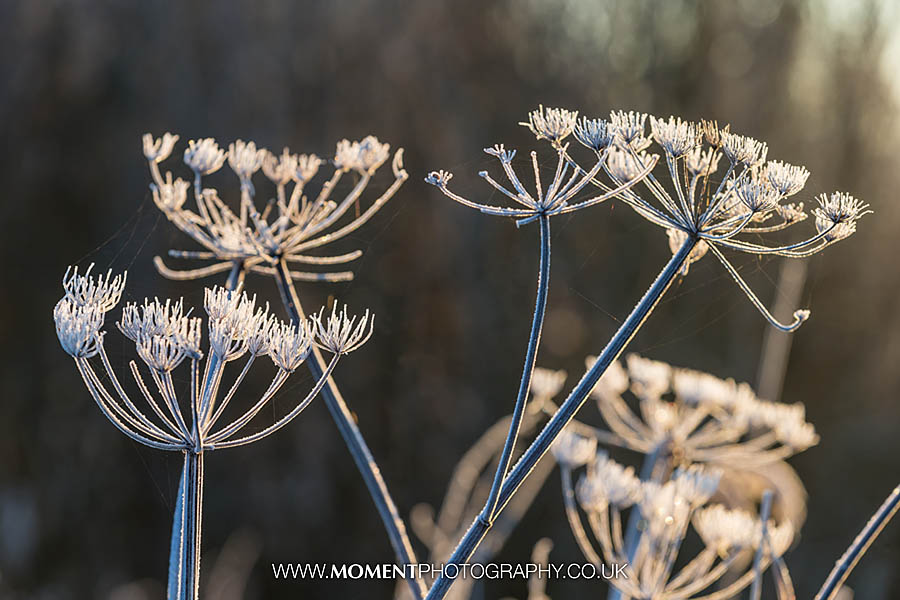 Frosty reeds at sunrise at Ham Wall RSPB nature reserve