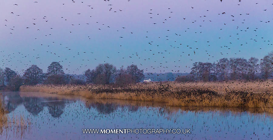 Starlings at sunrise at Ham Wall RSPB nature reserve