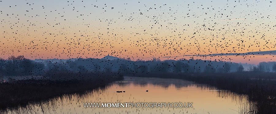 Starlings at sunrise at Ham Wall RSPB nature reserve