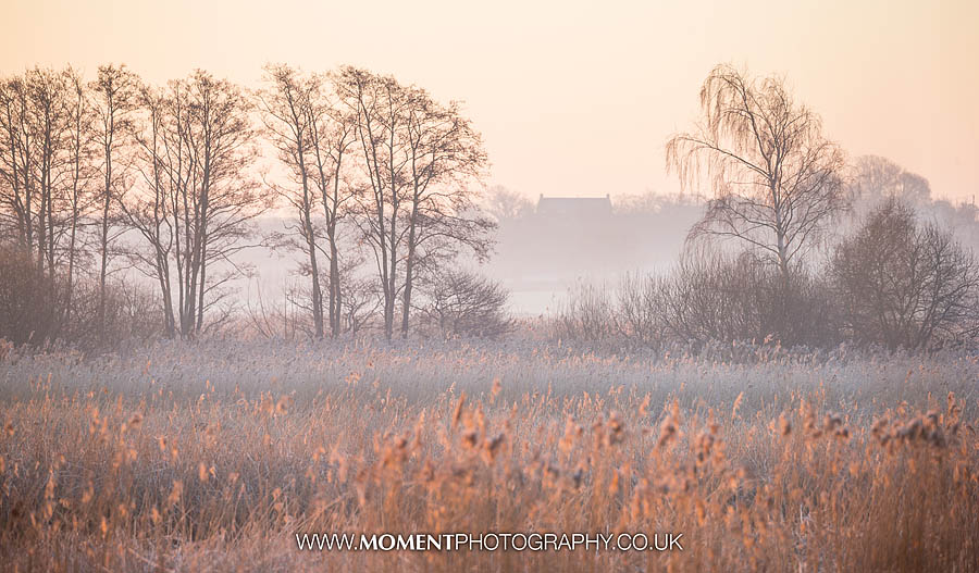 Ham Wall RSPB Bird photography – day 2