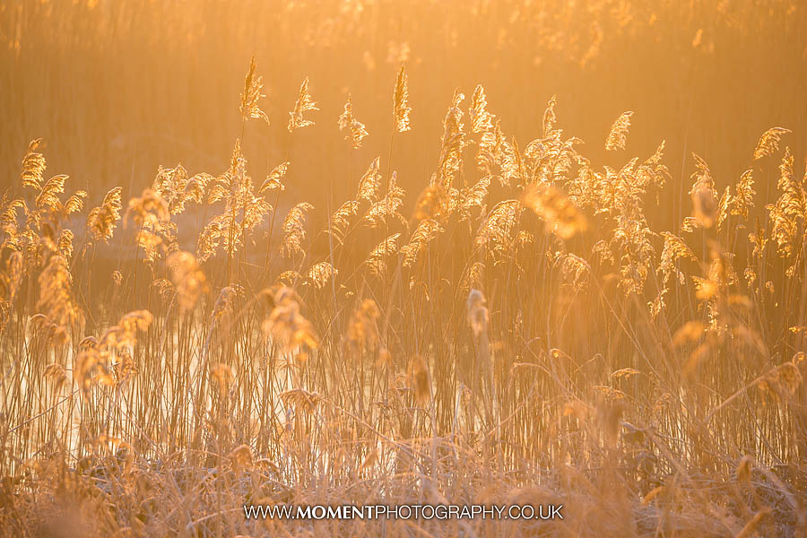 Reeds in sunlight at Ham Wall RSPB nature reserve