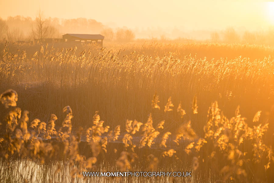 Ham Wall RSPB bird photography – day 1