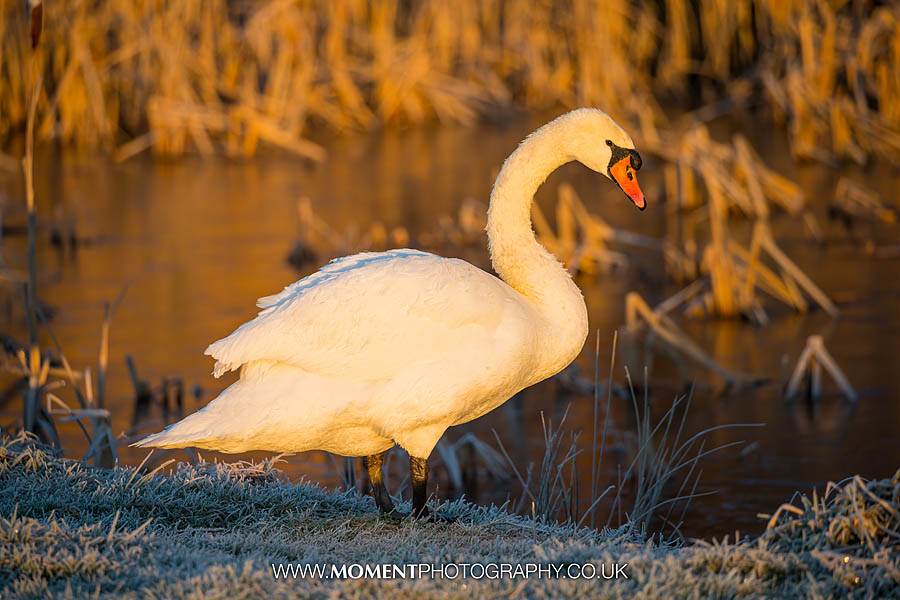 Swan at sunrise at Ham Wall RSPB nature reserve