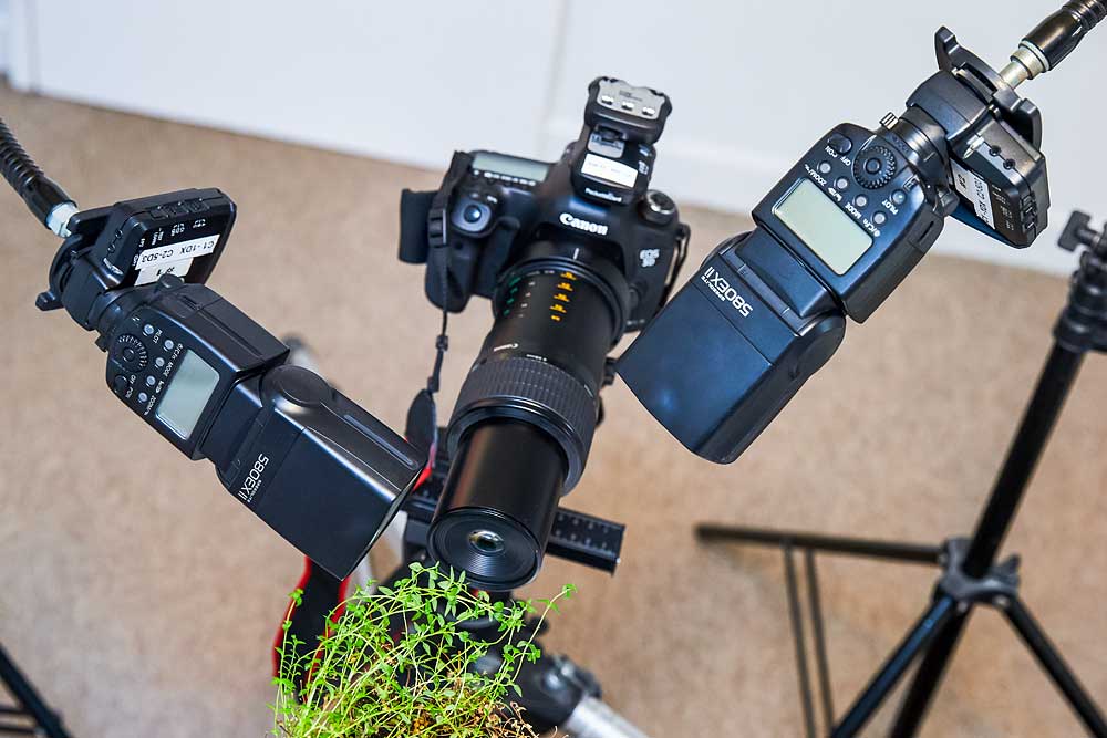 Macro photography adventures 28