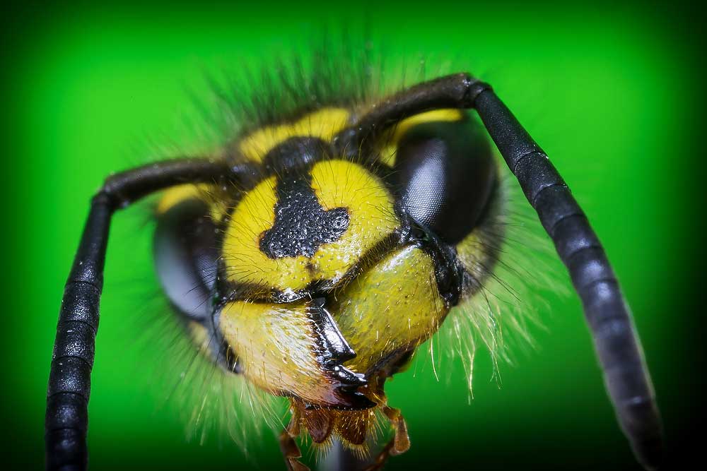 Macro photography adventures 29
