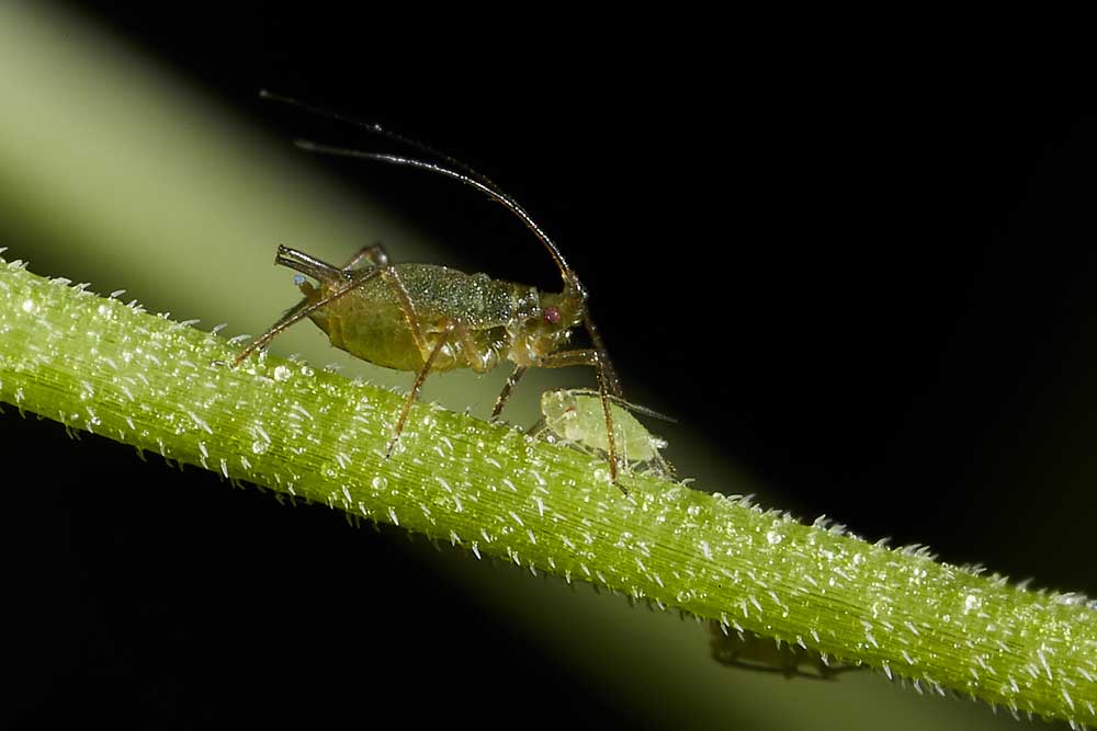 Macro photography adventures 27