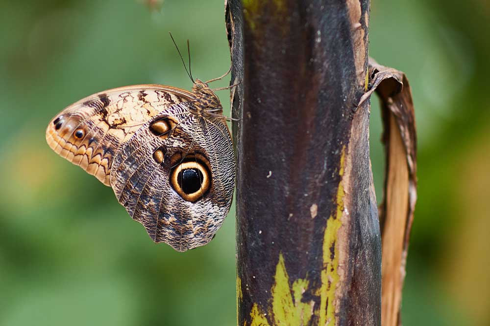 Macro photography adventures 2
