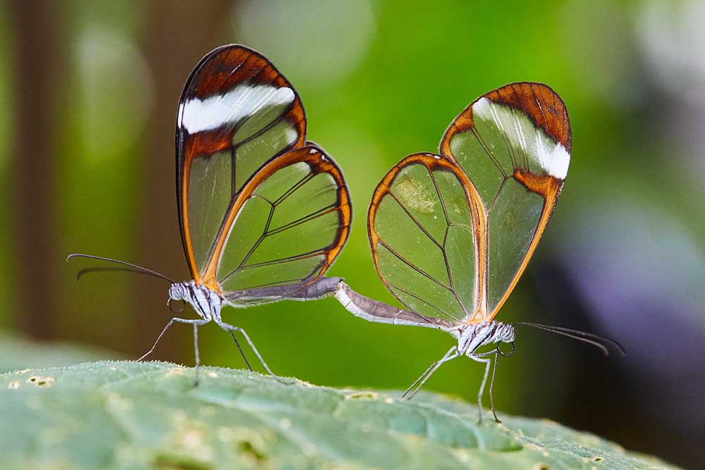 Macro photography adventures 5