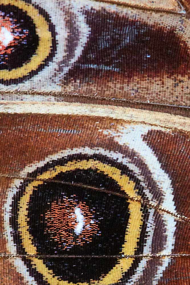 Macro photography adventures 6