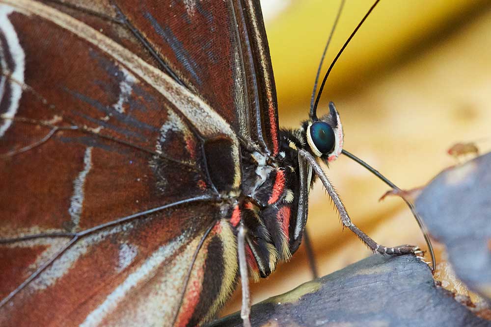 Macro photography adventures 7