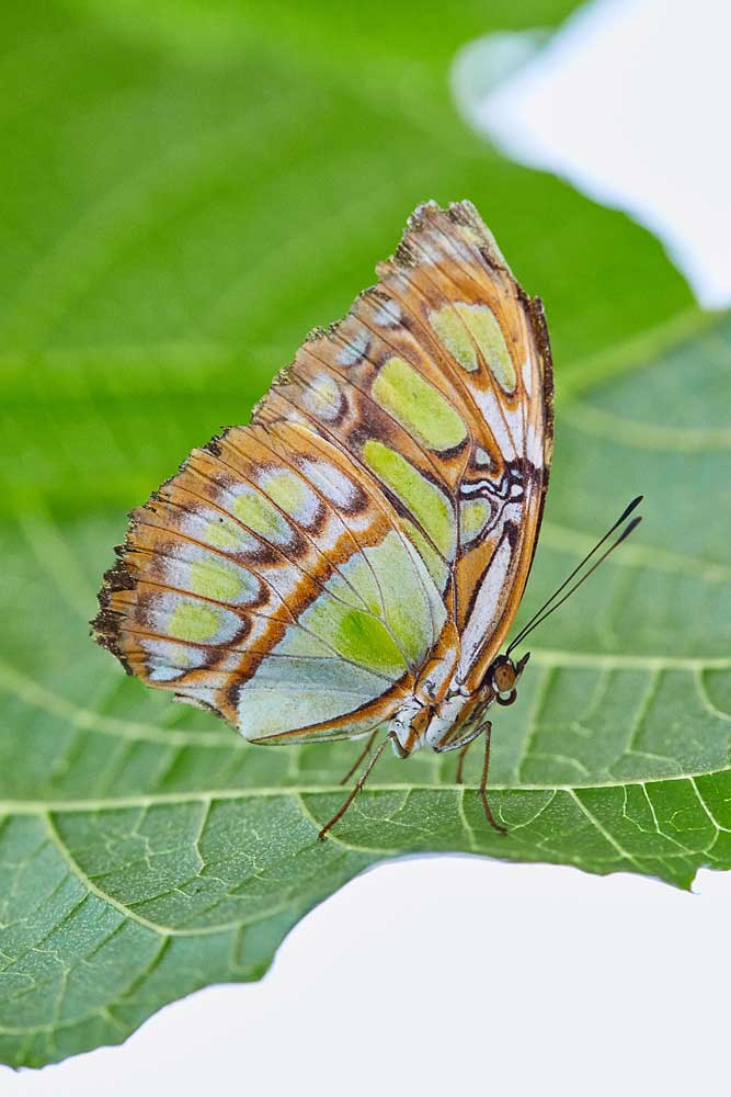 Macro photography adventures 3