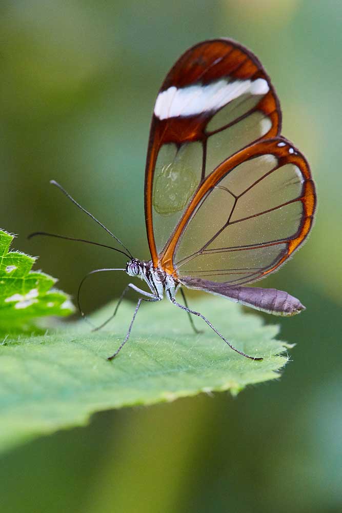 Macro photography adventures 8