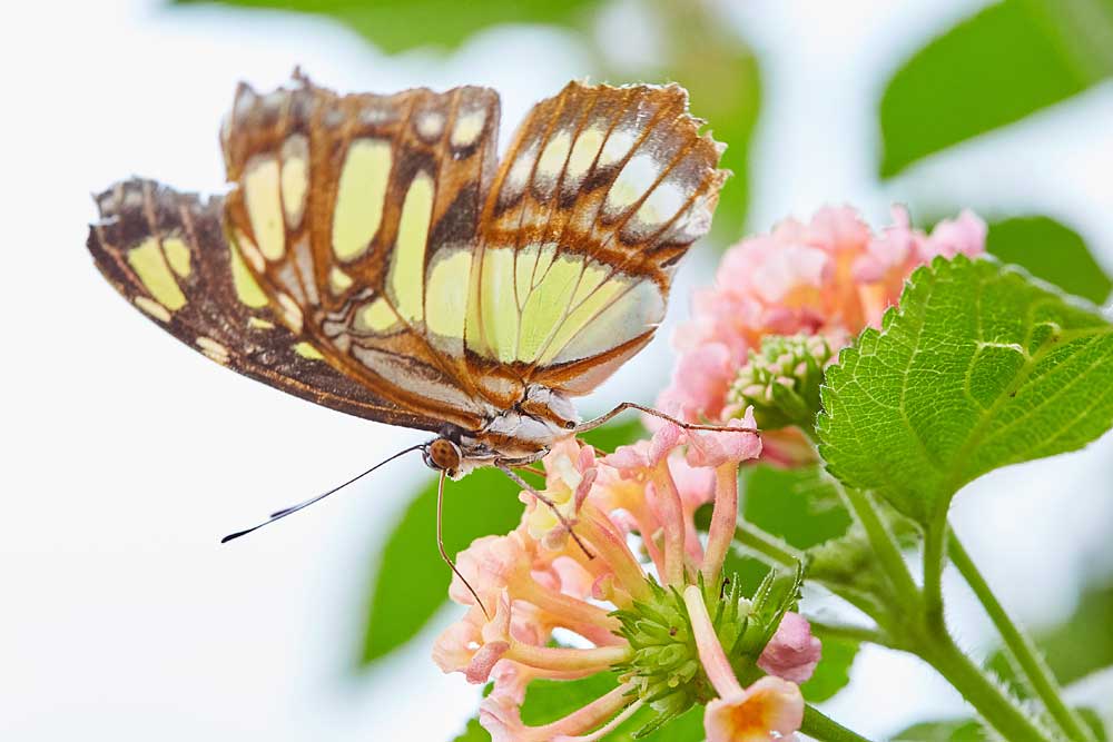 Macro photography adventures 4