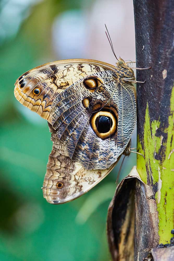 Macro photography adventures 10