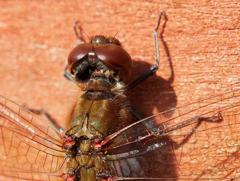 Macro photography adventures 35