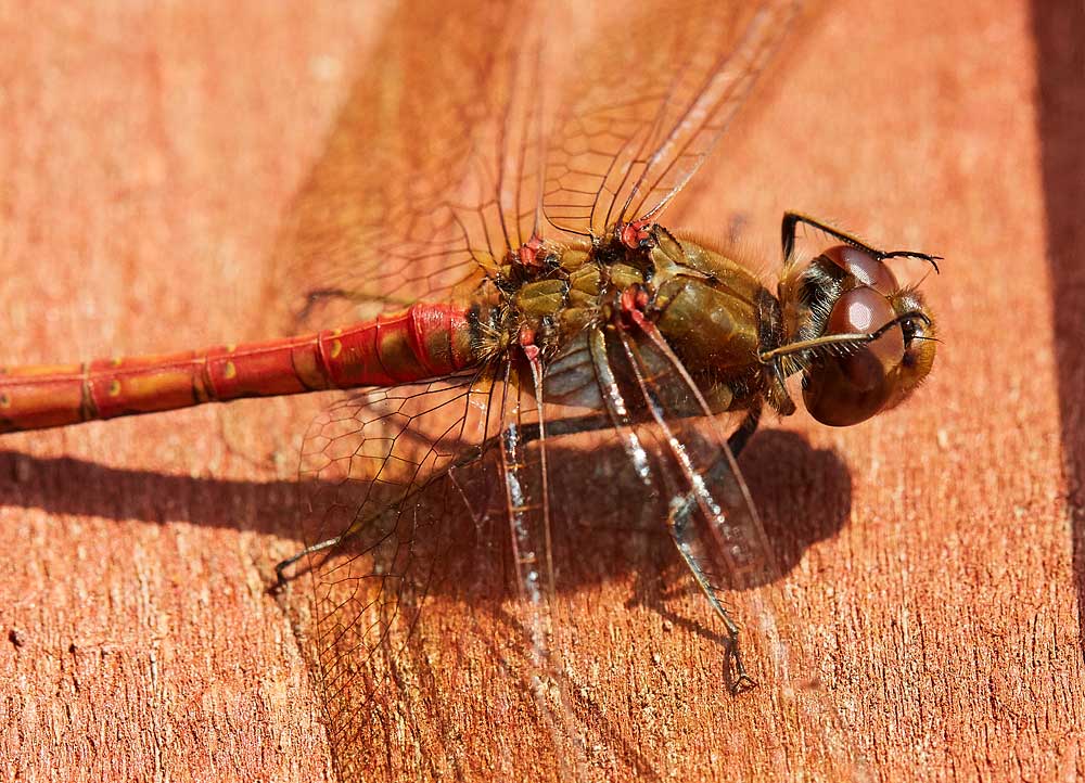 Macro photography adventures 36
