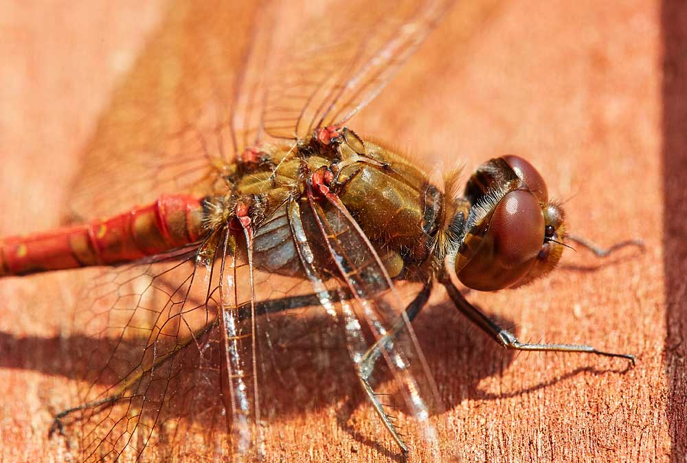 Macro photography adventures 37