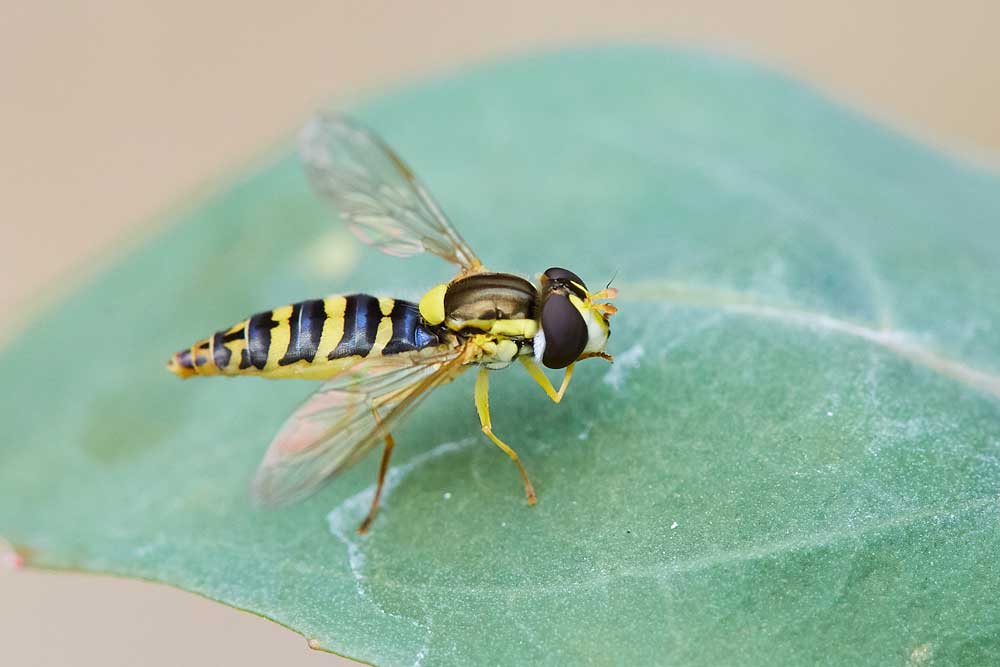 Macro photography adventures 18
