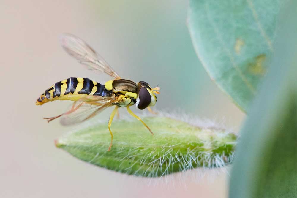 Macro photography adventures 20