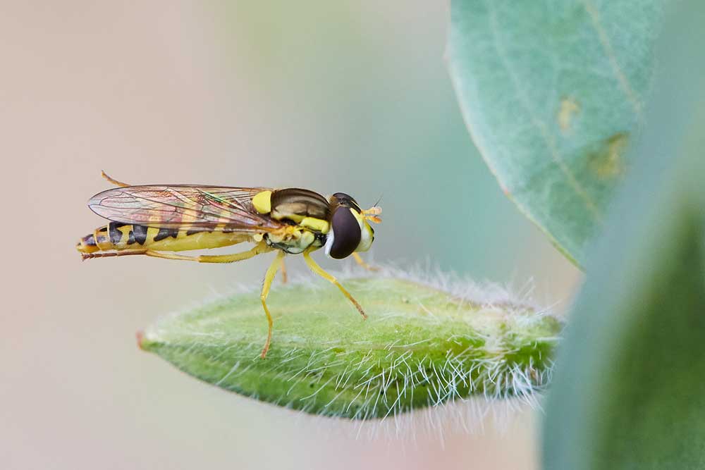 Macro photography adventures 19