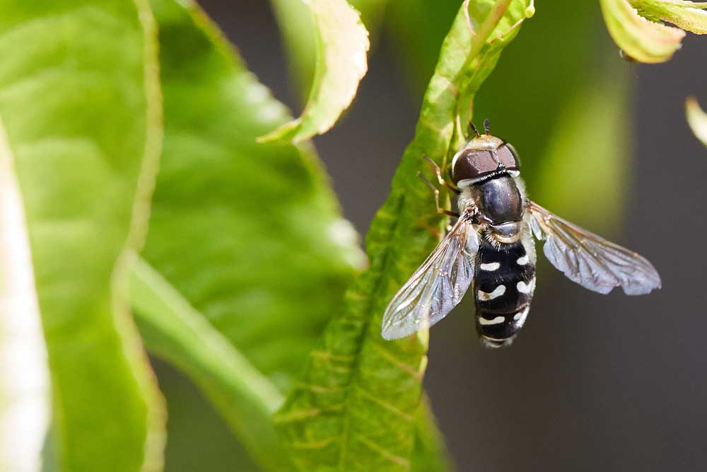 Macro photography adventures 39
