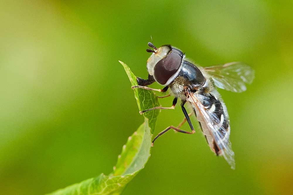 Macro photography adventures 40