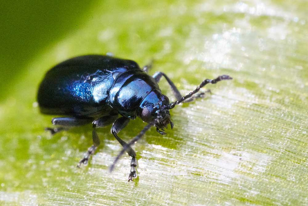 Macro photography adventures 24