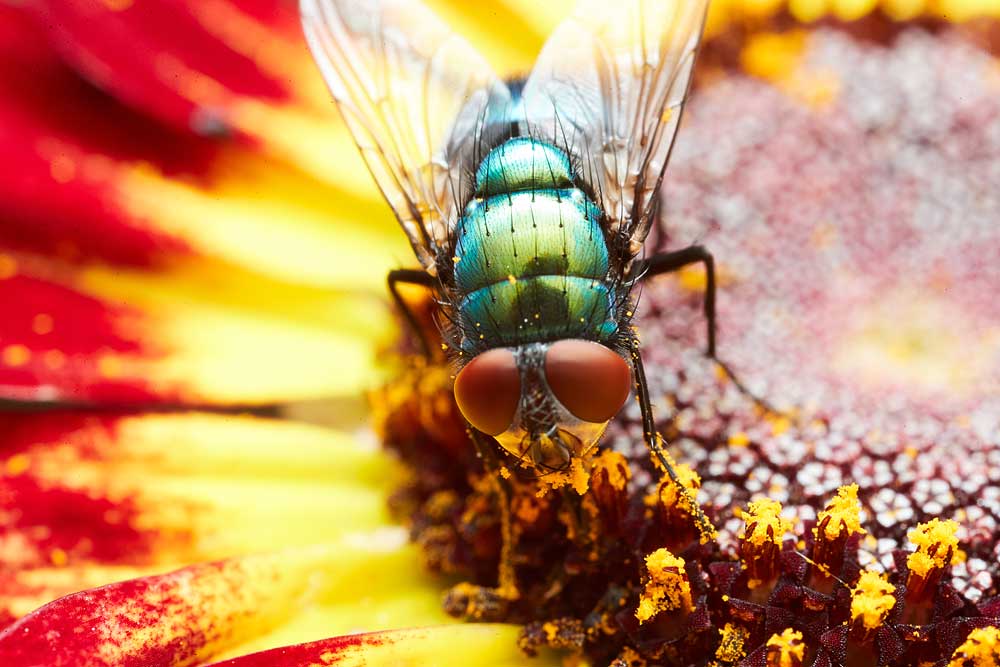 Macro photography adventures 30
