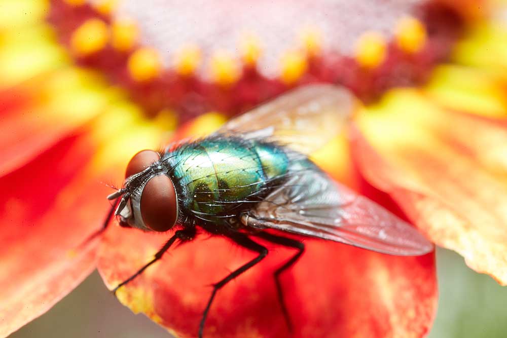 Macro photography adventures 32
