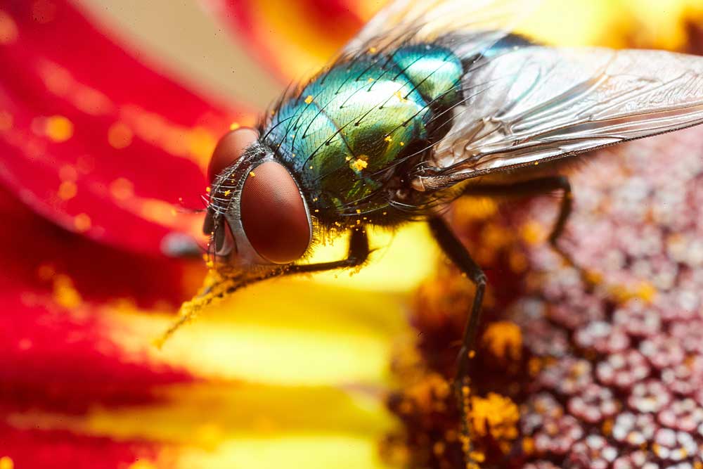 Macro photography adventures 33