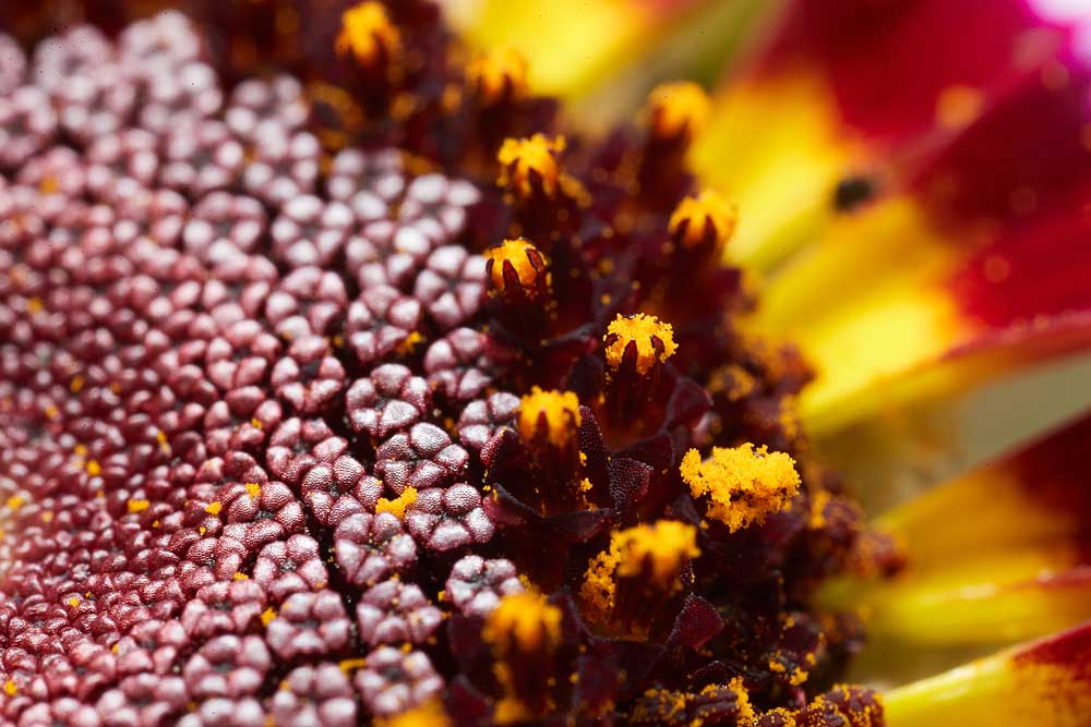 Macro photography adventures 31