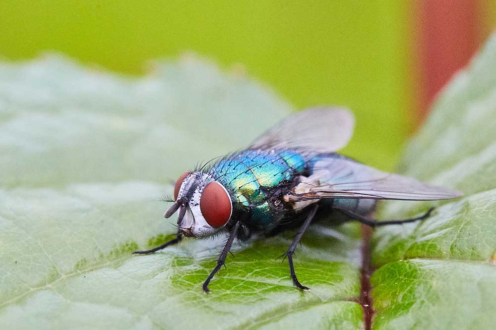 Macro photography adventures 41