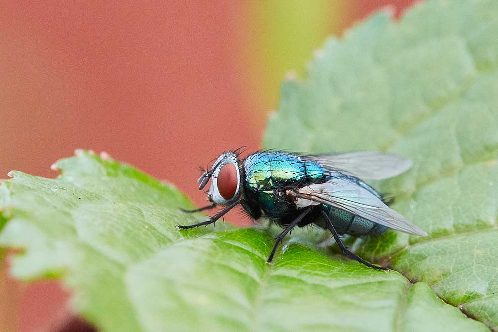 Macro photography adventures 42