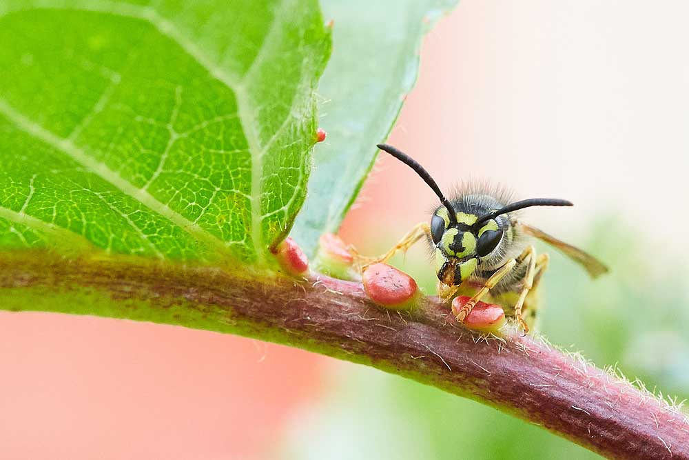 Macro photography adventures 23