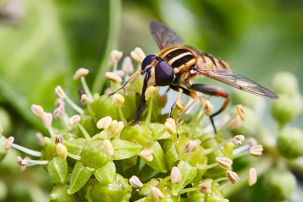 Macro photography adventures 14
