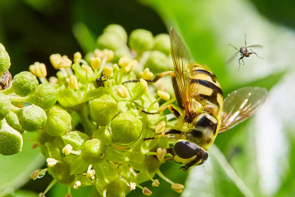 Macro photography adventures 16