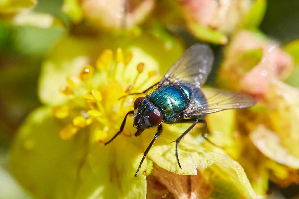 Macro photography adventures 43