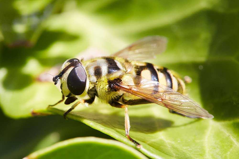 Macro photography adventures 17