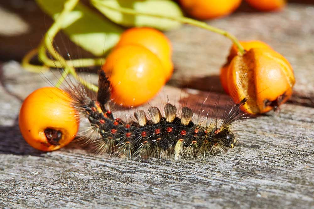 Macro photography adventures 44