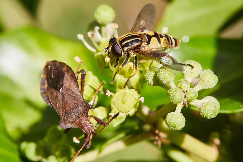 Macro photography adventures 15