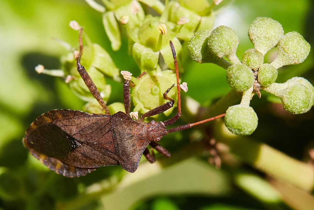 Macro photography adventures 25