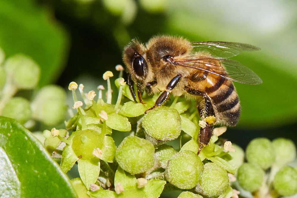 Macro photography adventures 12
