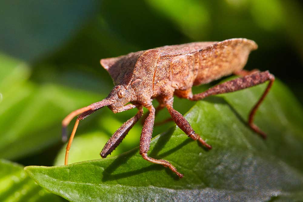 Macro photography adventures 26