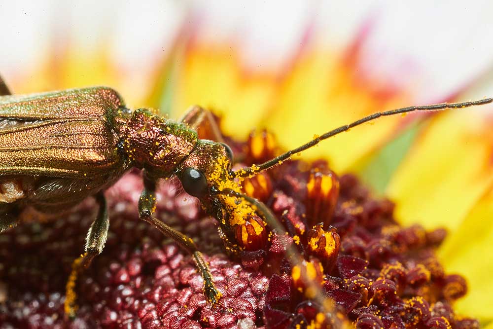 Macro photography adventures 45