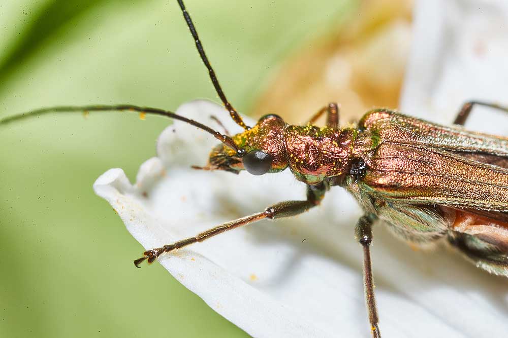 Macro photography adventures 47